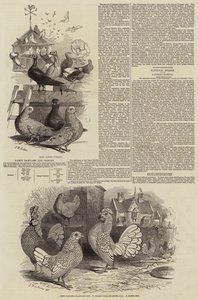 Fancy Bantams and Pigeons by John Wykeham Archer